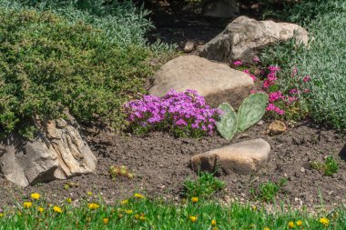 Kaya bahçesinde pembe ve menekşe çiçekleri. Peyzaj tasarımı için sürünen yosun ve doğa taşı. Zemini kaplayan parlak, güzel çiçek. Doğada halı phlox subulata büyüt.
