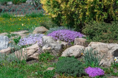 Kaya bahçesinde pembe ve menekşe çiçekleri. Peyzaj tasarımı için sürünen yosun ve doğa taşı. Zemini kaplayan parlak, güzel çiçek. Doğada halı phlox subulata büyüt.