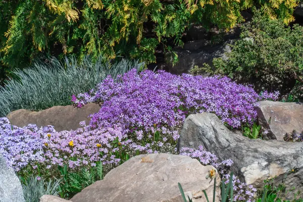 Kaya bahçesinde pembe ve menekşe çiçekleri. Peyzaj tasarımı için sürünen yosun ve doğa taşı. Zemini kaplayan parlak, güzel çiçek. Doğada halı phlox subulata büyüt.