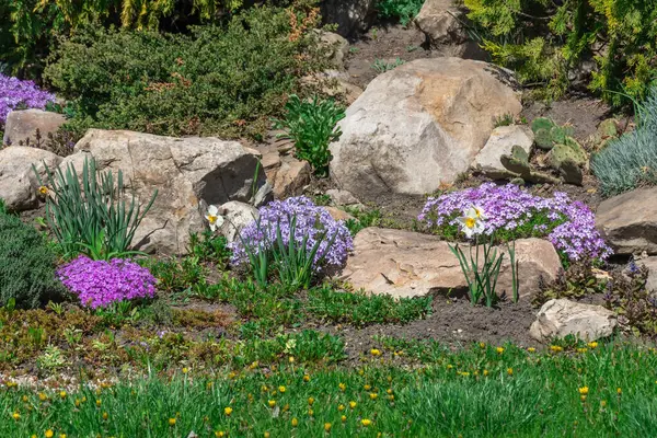 Kaya bahçesinde pembe ve menekşe çiçekleri. Peyzaj tasarımı için sürünen yosun ve doğa taşı. Zemini kaplayan parlak, güzel çiçek. Doğada halı phlox subulata büyüt.
