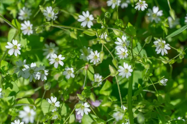 İlkbaharda draba vernasının soğuğa dirençli beyaz çiçeği. Erophila verna, sutyengiller familyasından bir bitki türüdür. Geleneksel beyaz otların her yıl yeşerdiği küçük otlar. Bahar stepleri tuzlu yerler.