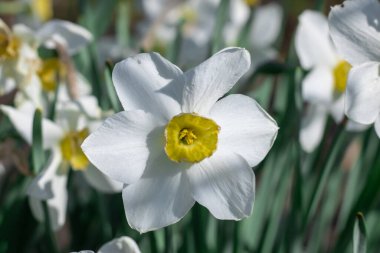 Çiçek tarhında çiçek açan narsist şiirin beyaz çiçekleri. Yaygın narsisis ya da nergis, ilkbaharda çayırda yetişen amilidaceae familyasıdır. Şairin narsisinin tek hücreli çiçekli bitkileri..