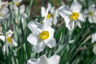 Çiçek tarhında çiçek açan narsist şiirin beyaz çiçekleri. Yaygın narsisis ya da nergis, ilkbaharda çayırda yetişen amilidaceae familyasıdır. Şairin narsisinin tek hücreli çiçekli bitkileri..