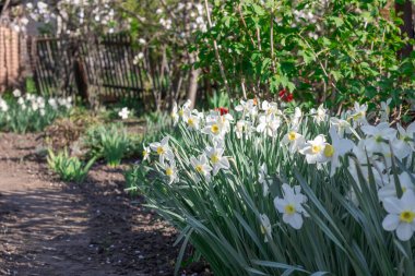 Çiçek tarhında çiçek açan narsist şiirin beyaz çiçekleri. Yaygın narsisis ya da nergis, ilkbaharda çayırda yetişen amilidaceae familyasıdır. Şairin narsisinin tek hücreli çiçekli bitkileri..