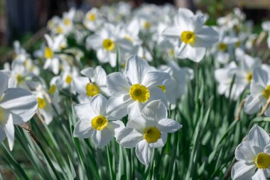 Çiçek tarhında çiçek açan narsist şiirin beyaz çiçekleri. Yaygın narsisis ya da nergis, ilkbaharda çayırda yetişen amilidaceae familyasıdır. Şairin narsisinin tek hücreli çiçekli bitkileri..