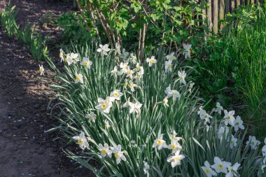 Çiçek tarhında çiçek açan narsist şiirin beyaz çiçekleri. Yaygın narsisis ya da nergis, ilkbaharda çayırda yetişen amilidaceae familyasıdır. Şairin narsisinin tek hücreli çiçekli bitkileri..