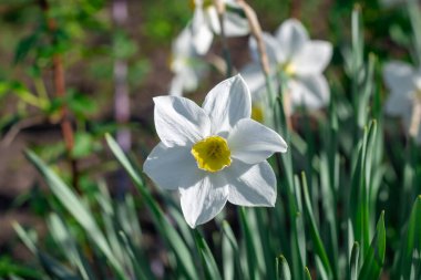 Çiçek tarhında çiçek açan narsist şiirin beyaz çiçekleri. Yaygın narsisis ya da nergis, ilkbaharda çayırda yetişen amilidaceae familyasıdır. Şairin narsisinin tek hücreli çiçekli bitkileri..
