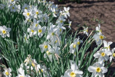 Çiçek tarhında çiçek açan narsist şiirin beyaz çiçekleri. Yaygın narsisis ya da nergis, ilkbaharda çayırda yetişen amilidaceae familyasıdır. Şairin narsisinin tek hücreli çiçekli bitkileri..