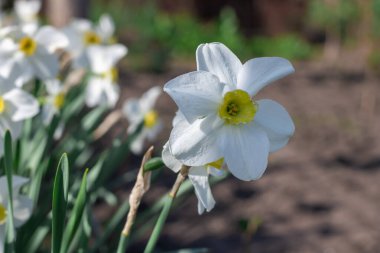 Çiçek tarhında çiçek açan narsist şiirin beyaz çiçekleri. Yaygın narsisis ya da nergis, ilkbaharda çayırda yetişen amilidaceae familyasıdır. Şairin narsisinin tek hücreli çiçekli bitkileri..