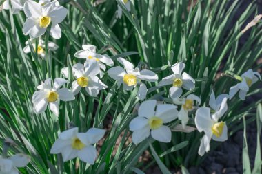 Çiçek tarhında çiçek açan narsist şiirin beyaz çiçekleri. Yaygın narsisis ya da nergis, ilkbaharda çayırda yetişen amilidaceae familyasıdır. Şairin narsisinin tek hücreli çiçekli bitkileri..