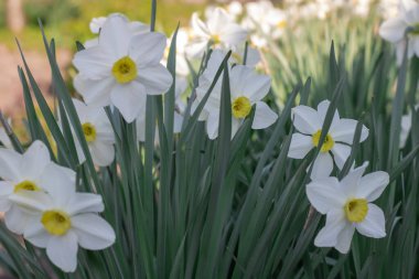 Çiçek tarhında çiçek açan narsist şiirin beyaz çiçekleri. Yaygın narsisis ya da nergis, ilkbaharda çayırda yetişen amilidaceae familyasıdır. Şairin narsisinin tek hücreli çiçekli bitkileri..