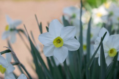 Çiçek tarhında çiçek açan narsist şiirin beyaz çiçekleri. Yaygın narsisis ya da nergis, ilkbaharda çayırda yetişen amilidaceae familyasıdır. Şairin narsisinin tek hücreli çiçekli bitkileri..