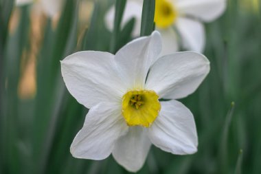 Çiçek tarhında çiçek açan narsist şiirin beyaz çiçekleri. Yaygın narsisis ya da nergis, ilkbaharda çayırda yetişen amilidaceae familyasıdır. Şairin narsisinin tek hücreli çiçekli bitkileri..
