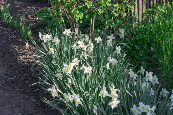 Çiçek tarhında çiçek açan narsist şiirin beyaz çiçekleri. Yaygın narsisis ya da nergis, ilkbaharda çayırda yetişen amilidaceae familyasıdır. Şairin narsisinin tek hücreli çiçekli bitkileri..