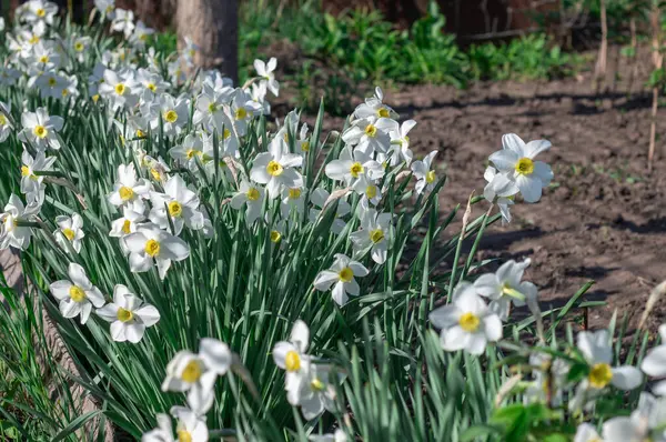 Çiçek tarhında çiçek açan narsist şiirin beyaz çiçekleri. Yaygın narsisis ya da nergis, ilkbaharda çayırda yetişen amilidaceae familyasıdır. Şairin narsisinin tek hücreli çiçekli bitkileri..
