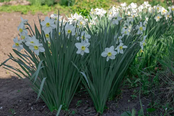 Çiçek tarhında çiçek açan narsist şiirin beyaz çiçekleri. Yaygın narsisis ya da nergis, ilkbaharda çayırda yetişen amilidaceae familyasıdır. Şairin narsisinin tek hücreli çiçekli bitkileri..