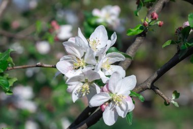 Bahçede bahar mevsiminde elma çiçek açar. Güneşli bir günde, beyaz pembe çiçeklerin güzel dalları ve meyve ağacında genç yeşil yapraklar. Flora desenli doğa dokusu arka planı.