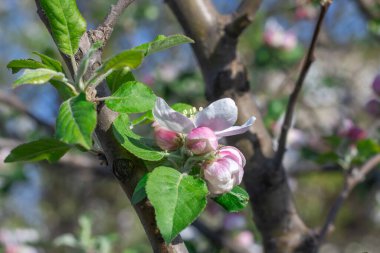 Bahçede bahar mevsiminde elma çiçek açar. Güneşli bir günde, beyaz pembe çiçeklerin güzel dalları ve meyve ağacında genç yeşil yapraklar. Flora desenli doğa dokusu arka planı.