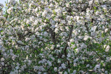 Bahçede bahar mevsiminde elma çiçek açar. Güneşli bir günde, beyaz pembe çiçeklerin güzel dalları ve meyve ağacında genç yeşil yapraklar. Flora desenli doğa dokusu arka planı.