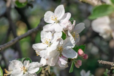 Bahçede bahar mevsiminde elma çiçek açar. Güneşli bir günde, beyaz pembe çiçeklerin güzel dalları ve meyve ağacında genç yeşil yapraklar. Flora desenli doğa dokusu arka planı.
