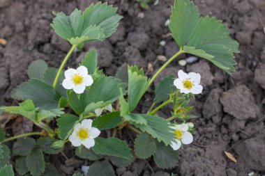 Sebze bahçesinde yeşil yaprak ve beyaz çilek çiçekleri. Çilekli fragaria çalıları. Rosaceae ailesi. Bahçıvanlıkta büyük meyveli böğürtlen bitkisi yabani çilek.