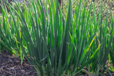 Mutfak bahçesinde yeşil soğanlı sebze yatakları ve yürüyen mısır soğanı. Sıraya dizilmiş tüyler, ilkbaharda germinyumdaki çok aşamalı Allison proliferum soğanı ya da ağaç soğanı. Çoklu organik.