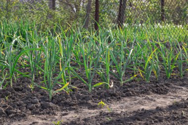 Mutfak bahçesinde yetişen sarımsak sapları. Amarillidaceae familyasının yemyeşil yapraklı sebze bahçesinde Allison sativum tohumları. Organik bitki filizleri alt familya allioideae.