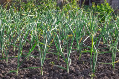 Mutfak bahçesinde yetişen sarımsak sapları. Amarillidaceae familyasının yemyeşil yapraklı sebze bahçesinde Allison sativum tohumları. Organik bitki filizleri alt familya allioideae.