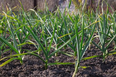 Mutfak bahçesinde yetişen sarımsak sapları. Amarillidaceae familyasının yemyeşil yapraklı sebze bahçesinde Allison sativum tohumları. Organik bitki filizleri alt familya allioideae.