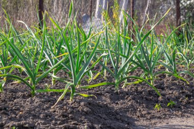 Mutfak bahçesinde yetişen sarımsak sapları. Amarillidaceae familyasının yemyeşil yapraklı sebze bahçesinde Allison sativum tohumları. Organik bitki filizleri alt familya allioideae.