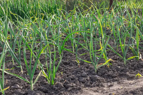 Mutfak bahçesinde yetişen sarımsak sapları. Amarillidaceae familyasının yemyeşil yapraklı sebze bahçesinde Allison sativum tohumları. Organik bitki filizleri alt familya allioideae.