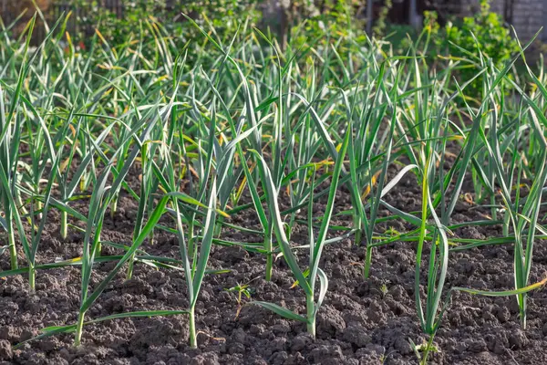 Mutfak bahçesinde yetişen sarımsak sapları. Amarillidaceae familyasının yemyeşil yapraklı sebze bahçesinde Allison sativum tohumları. Organik bitki filizleri alt familya allioideae.