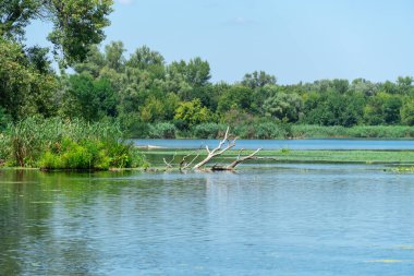 Yavaşça akan nehir sarı nilüferlerle kaplıdır. Ekolojik sorun sığ ve sık. Nuphar lutea perifhaeaceae familyasının uzun ömürlü su bitkisi. Bankalar yeşil kamış ve kamış yetiştirmiş..