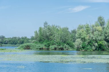 Yavaşça akan nehir sarı nilüferlerle kaplıdır. Ekolojik sorun sığ ve sık. Nuphar lutea perifhaeaceae familyasının uzun ömürlü su bitkisi. Bankalar yeşil kamış ve kamış yetiştirmiş..