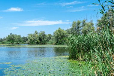 Yavaşça akan nehir sarı nilüferlerle kaplıdır. Ekolojik sorun sığ ve sık. Nuphar lutea perifhaeaceae familyasının uzun ömürlü su bitkisi. Bankalar yeşil kamış ve kamış yetiştirmiş..