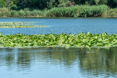 Yavaşça akan nehir sarı nilüferlerle kaplıdır. Ekolojik sorun sığ ve sık. Nuphar lutea perifhaeaceae familyasının uzun ömürlü su bitkisi. Bankalar yeşil kamış ve kamış yetiştirmiş..
