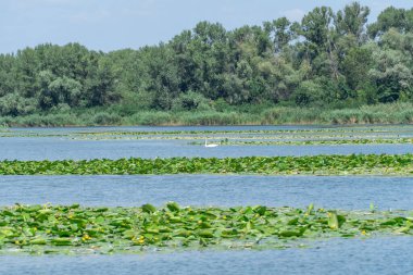 Yavaşça akan nehir sarı nilüferlerle kaplıdır. Ekolojik sorun sığ ve sık. Nuphar lutea perifhaeaceae familyasının uzun ömürlü su bitkisi. Bankalar yeşil kamış ve kamış yetiştirmiş..