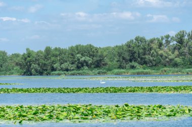 Yavaşça akan nehir sarı nilüferlerle kaplıdır. Ekolojik sorun sığ ve sık. Nuphar lutea perifhaeaceae familyasının uzun ömürlü su bitkisi. Bankalar yeşil kamış ve kamış yetiştirmiş..