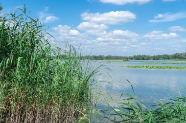 Yavaşça akan nehir sarı nilüferlerle kaplıdır. Ekolojik sorun sığ ve sık. Nuphar lutea perifhaeaceae familyasının uzun ömürlü su bitkisi. Bankalar yeşil kamış ve kamış yetiştirmiş..
