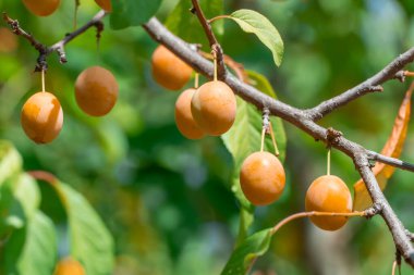 Bahçedeki ağaçta sarı meyveler olan kiraz eriği dalları. Olgunlaşan tatlı erik meyveleri. Prunus cerasifera, meyve bahçesinde yetişen bir bitki familyasıdır. Tkemali sosunun bileşeni. Benim robalanımı hasat ediyor..