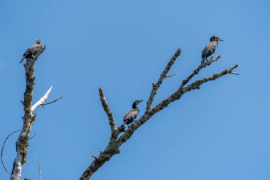 Vahşi su karabatağı mavi gökyüzü arka planında bir dalda oturuyor. Nannopterum auritus balıklar için su altına dalıyor ve avlanıyor. Özgürlük tatlı su büyük karabatak ailesi kuşu. Doğal yaşam alanı..