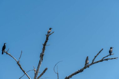 Vahşi su karabatağı mavi gökyüzü arka planında bir dalda oturuyor. Nannopterum auritus balıklar için su altına dalıyor ve avlanıyor. Özgürlük tatlı su büyük karabatak ailesi kuşu. Doğal yaşam alanı..