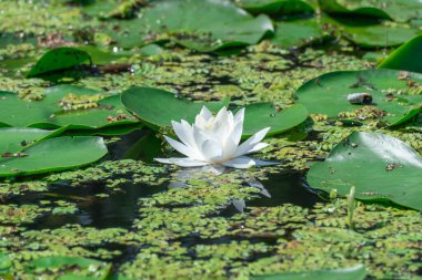 Toplu nilüfer çiçekleri nehirde büyür ve çiçek açar. Nymphaea alba 'nın kökleri uzun ve geniş yeşil yapraklardır. Göldeki nemfomanyumun çiçekli su bitkisi..