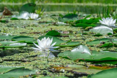 Toplu nilüfer çiçekleri nehirde büyür ve çiçek açar. Nymphaea alba 'nın kökleri uzun ve geniş yeşil yapraklardır. Göldeki nemfomanyumun çiçekli su bitkisi..