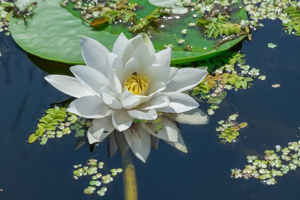 Beyaz nilüfer çiçekleri nehir kenarında büyür ve çiçek açar. Nymphaea alba 'nın kökleri uzun ve geniş yeşil yapraklardır. Göldeki nemfomanyumun çiçekli su bitkisi..