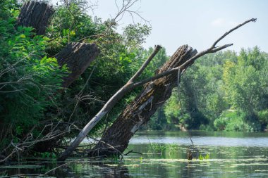 Bahar zamanı nehir taşar ya da akıntı engellerle dolar. Batık ağaçlarla dolu su dolu bir banka. Şişe kıyı şeridi akışı ve doğal afet. İklim değişikliği ve ekolojik sorun. Yüksek su seviyesi.