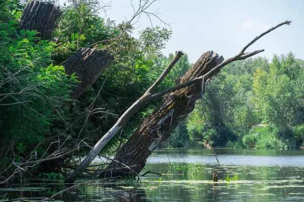 Bahar zamanı nehir taşar ya da akıntı engellerle dolar. Batık ağaçlarla dolu su dolu bir banka. Şişe kıyı şeridi akışı ve doğal afet. İklim değişikliği ve ekolojik sorun. Yüksek su seviyesi.