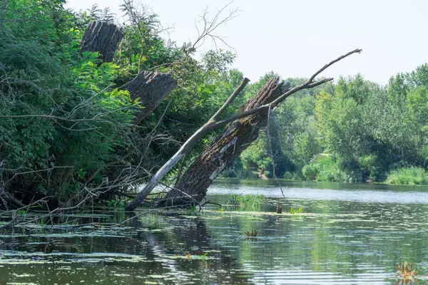 Bahar zamanı nehir taşar ya da akıntı engellerle dolar. Batık ağaçlarla dolu su dolu bir banka. Şişe kıyı şeridi akışı ve doğal afet. İklim değişikliği ve ekolojik sorun. Yüksek su seviyesi.