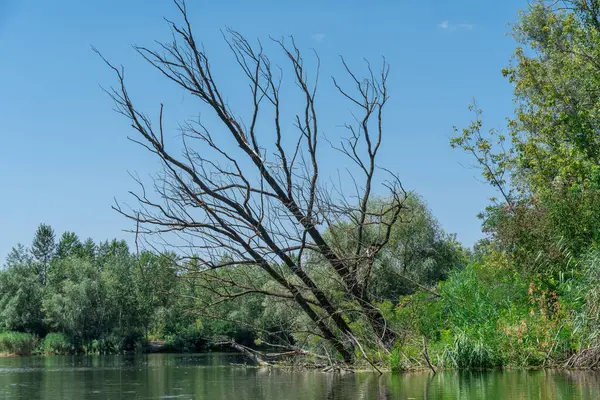 Bahar zamanı nehir taşar ya da akıntı engellerle dolar. Batık ağaçlarla dolu su dolu bir banka. Şişe kıyı şeridi akışı ve doğal afet. İklim değişikliği ve ekolojik sorun. Yüksek su seviyesi.