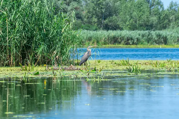 Mor balıkçıldan yapayalnız bir su kuşu, aşırı gelişmiş bir nehirde oturur. Ardea purpurea, gagalarıyla suda balık avlar ve dürter. Özgürlük tatlı su büyük balıkçıl kuş ailesi. Habitat sazlığı göl kenarında..